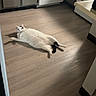 Snow is registered to the contest to win money with this photo: animal, appliance, black_spots, cabinet, calm, cat, dishwasher, feline, floor, home, indoor, kitchen, lying_down, pet, quiet, relaxed, shadow, sunlight, white_cat, wooden_floor