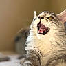 Mowgli is registered to the contest to win money with this photo: cat, feline, pet, mouth_open, teeth, tongue, fur, whiskers, indoor, closeup, gray, white, cute, animal, domestic, portrait, relaxed, soft_light, fluffy, ears
