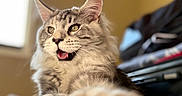 Mowgli joined the competition — help win amazing prizes! cat, maine_coon, pet, feline, fur, whiskers, ears, mouth_open, curious, close_up, indoor, blurred_background, cozy, relaxed, animal, portrait, soft_light, yellow_eyes, paw, long_hair