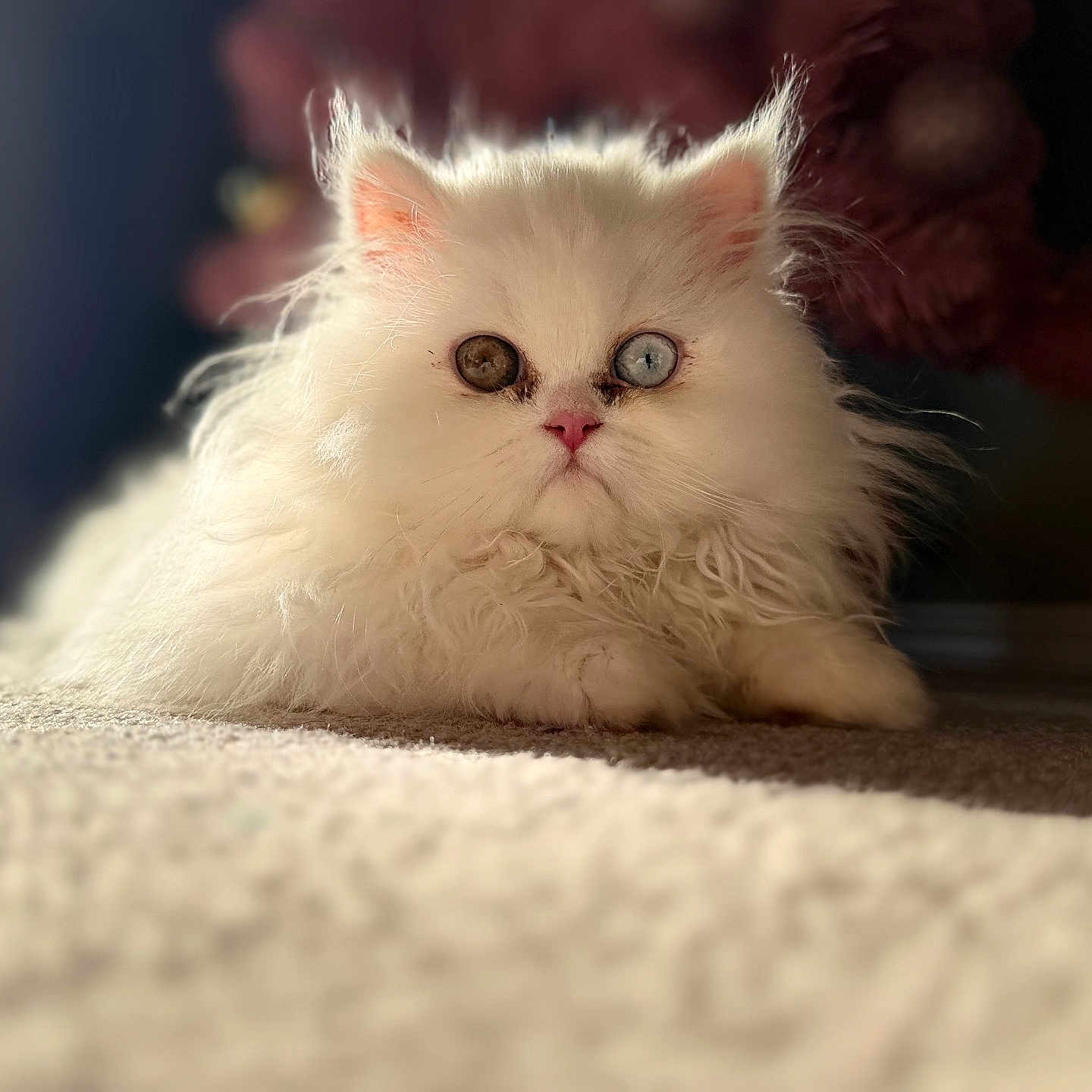 Miley is registered to the contest to win money with this photo: cat, white_cat, fluffy, heterochromia, carpet, indoor, pet, animal, cute, relaxed, portrait, feline, soft_light, closeup, laying_down, whiskers, pink_nose, curious, domestic_cat, mammal