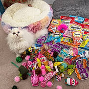 Miley joined the competition — help win amazing prizes! cat, white_cat, fluffy, blue_eyes, cat_toys, cat_treats, pet_bed, carpet, indoor, playful, colorful, pink, purple, orange, green, yellow, pet_accessories, cute, animal, feline