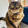 Muffin is registered to the contest to win money with this photo: cat, tabby, fluffy, green_eyes, pet, indoor, feline, sitting, fur, whiskers, close_up, domestic_animal, curious, animal, household, texture, portrait, looking_at_camera, cute, companion