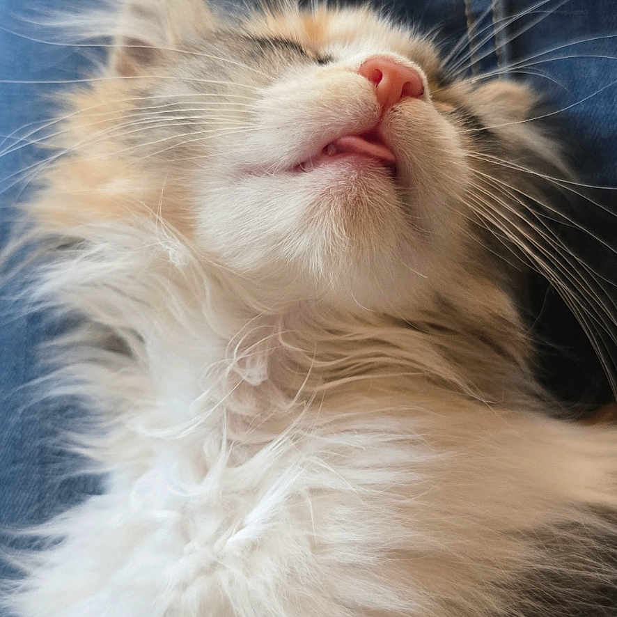 Penny