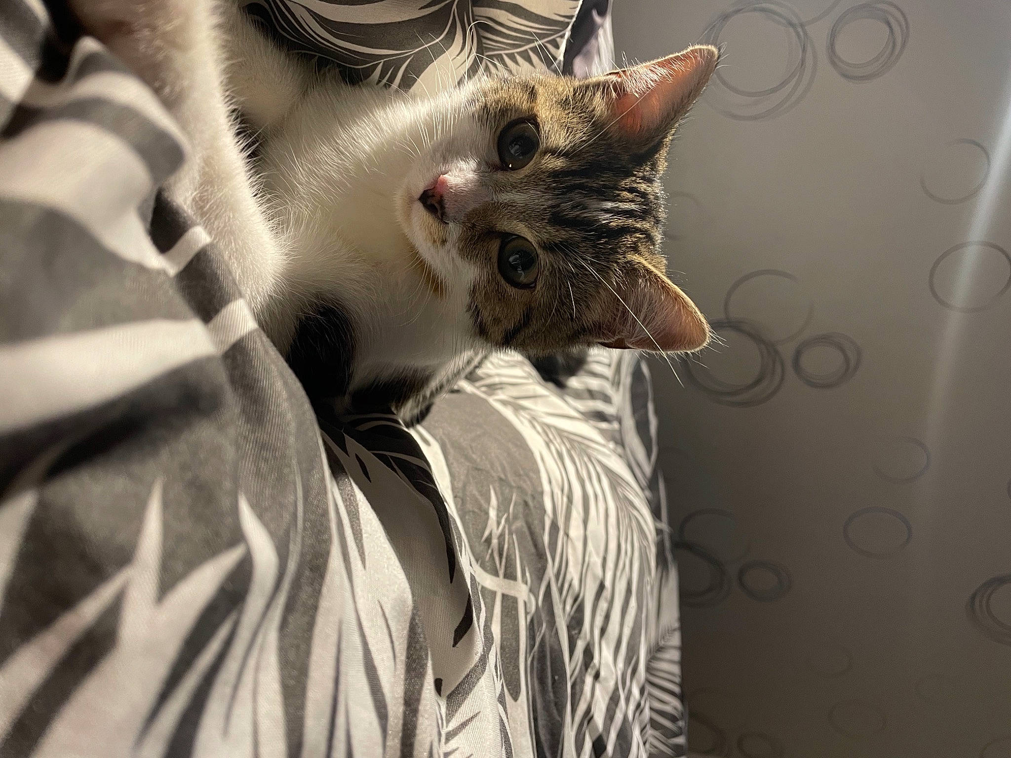 Rafiki participe au concours pour gagner de l'argent avec cette photo : american_shorthair, asian, carnivore, cat, domestic_short_haired_cat, ear, egyptian_mau, european_shorthair, eye, felidae, fur, kitten, nose, ojos_azules, small_to_medium_sized_cats, snout, tabby_cat, whiskers