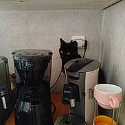 Rebel a rejoint le concours — aidez-le/la à gagner de superbes lots ! appliance, appliance_parts, black_cat, black_fur, cat, coffee_machine, coffee_maker, cord, cup_holder, cups, curious_cat, indoor, kitchen, kitchen_counter, power_outlet, shadow, small_space, stacked_cups, wall, yellow_eyes