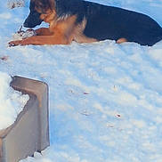 Aya a rejoint le concours — aidez-le/la à gagner de superbes lots ! animal, background, canine, cold, curious, daylight, dog, fence, fur, garden, german_shepherd, lying_down, nature, outdoor, pet, playful, quiet, snow, snowball, winter