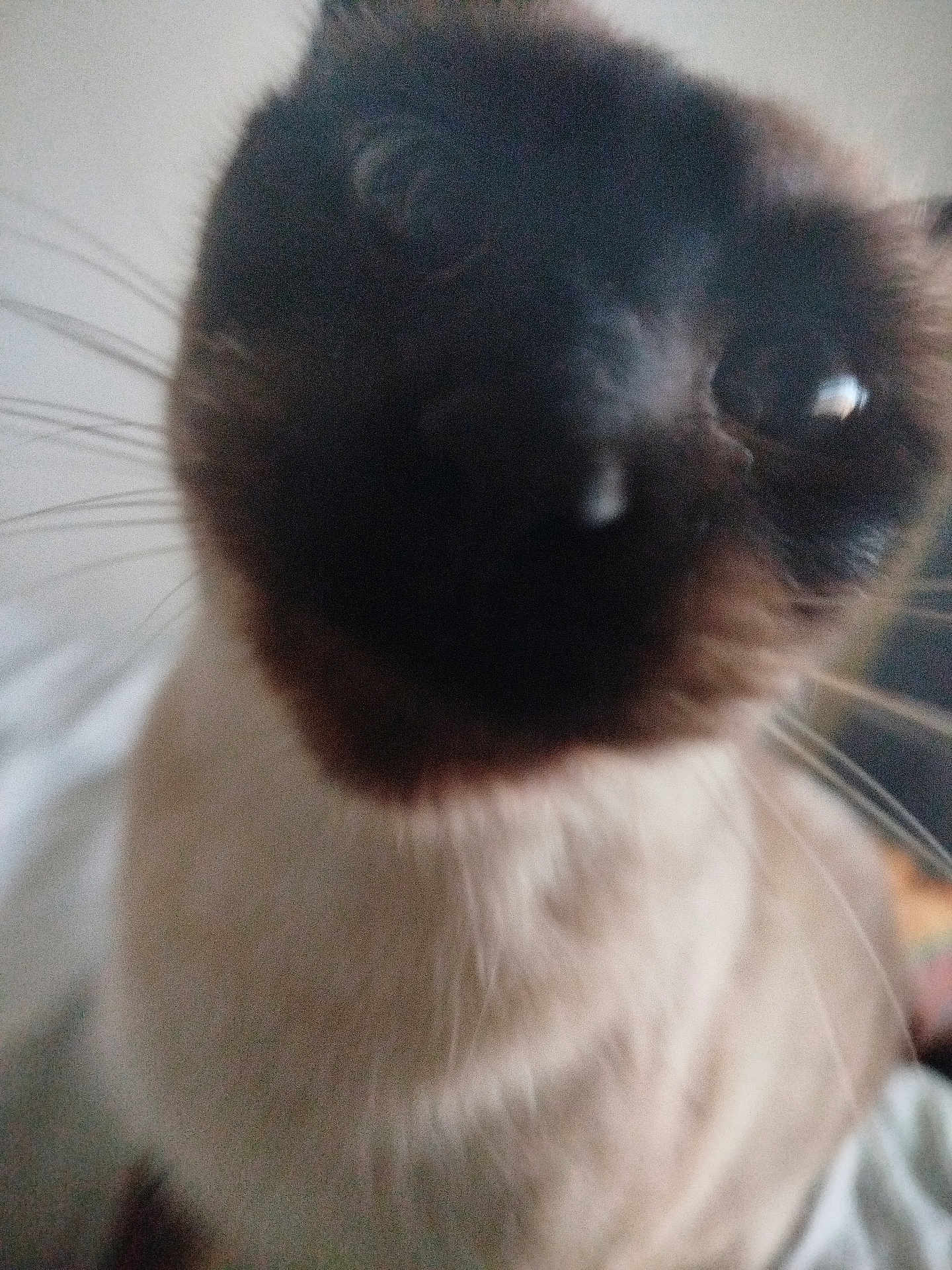 Anouka a rejoint le concours — aidez-le/la à gagner de superbes lots ! cat, siamese, close_up, blur, whiskers, face, curious, pet, animal, indoor, feline, nose, eye, fur, portrait, close, soft, light, whisker, mammal