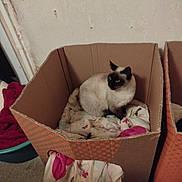 Anouka participe au concours pour gagner de l'argent avec cette photo : cat, siamese_cat, cardboard_box, blanket, indoor, pet, animal, feline, resting, cozy, home, floor, wall, container, domestic, cute, fur, sitting, looking_away, quiet