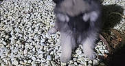 Aston participe au concours pour gagner de l'argent avec cette photo : dog, pebbles, night, outdoor, plants, wooden_decking, blurry, small_dog, fluffy, animal, nature, garden, dark, fur, pet, ground, stone, leaf, shadow, closeup