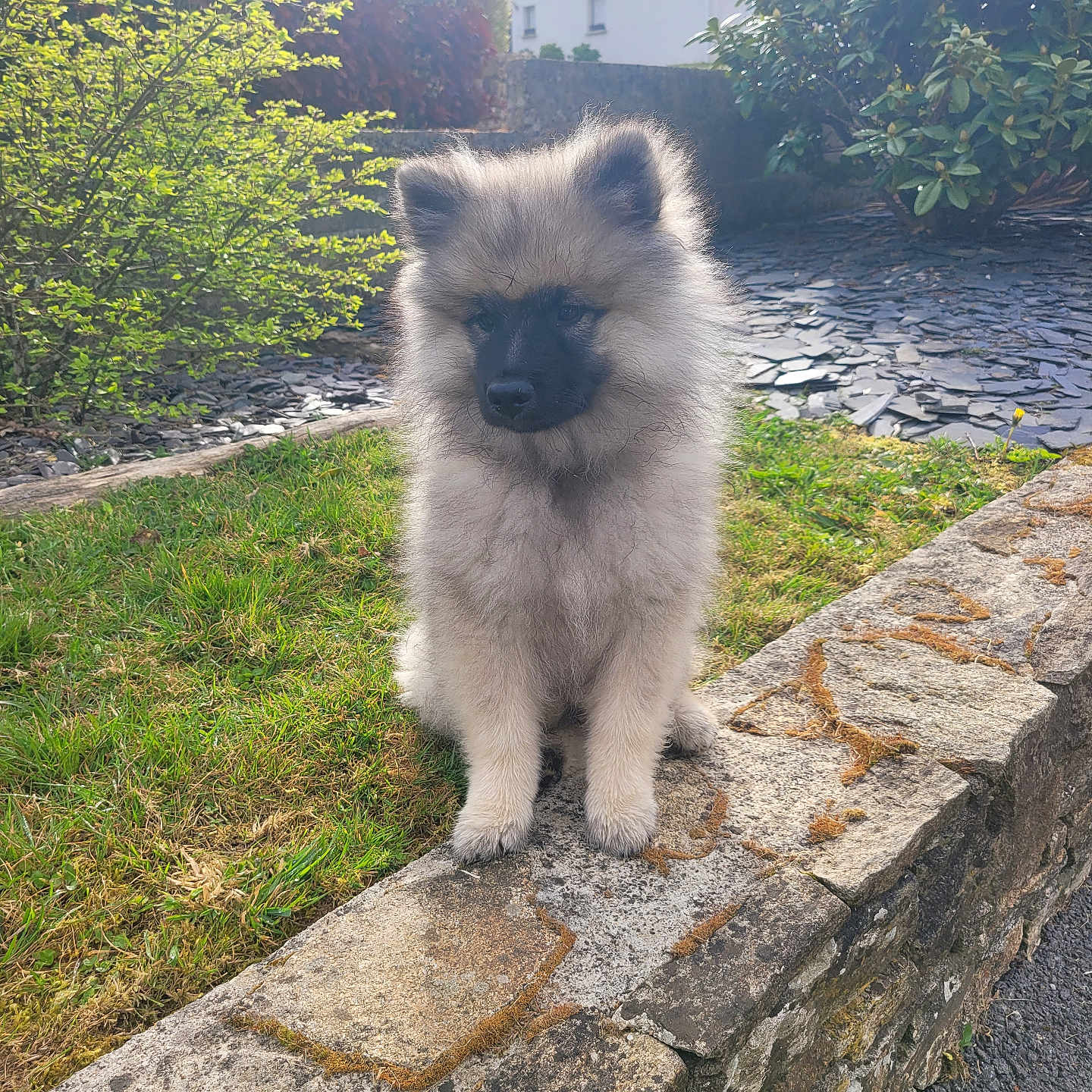 Aston a rejoint le concours — aidez-le/la à gagner de superbes lots ! puppy, dog, fluffy, outdoor, garden, grass, stone_wall, sunlight, house, pet, cute, young_dog, fur, nature, small_dog, sitting, daylight, curious, animal, adorable
