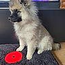 Aston participe au concours pour gagner de l'argent avec cette photo : alert, animal, black_face, companion, cute, dog, floor, fluffy, furry, home, indoor, pet, puppy, red_toy, rug, sitting, television, toy, wooden_floor, young_dog