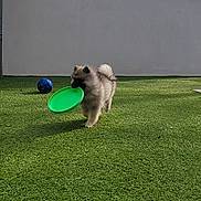 Aston participe au concours pour gagner de l'argent avec cette photo : animal, blue, canine, cute, daylight, dog, fluffy, frisbee, fun, grass, green, outdoor, pet, play, roof, running, small_dog, toy, wall, yard