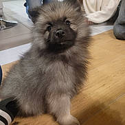 Aston a rejoint le concours — aidez-le/la à gagner de superbes lots ! puppy, dog, fluffy, indoor, wooden_floor, person, white_sweater, cute, pet, animal, sitting, young_dog, black_nose, furry, house, floor, casual, domestic, portrait, companion