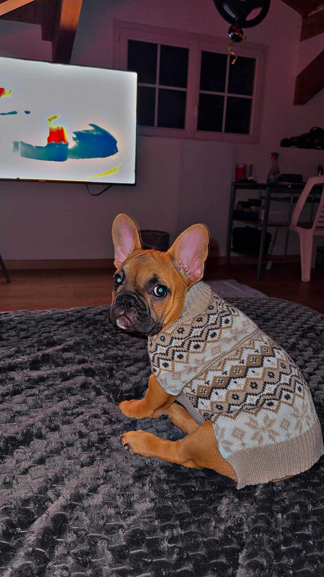 Chanel participe au concours pour gagner de l'argent avec cette photo : french_bulldog, puppy, dog, sweater, pet, indoor, blanket, carpet, furniture, window, television, curious, brown, cute, animal, cozy, warm_lighting, floor, sitting, looking_back
