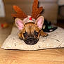 french_bulldog, puppy, dog, antlers, reindeer_costume, pet, cute, lying_down, mat, floor, indoor, brown, ears, face, looking_at_camera, holiday, christmas, costume, animal, adorable