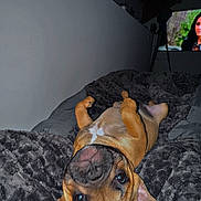 Chanel a rejoint le concours — aidez-le/la à gagner de superbes lots ! dog, puppy, upside_down, blanket, fur, ears, bedroom, indoor, cozy, relaxed, animal, pet, lying_down, cute, canine, brown_fur, fluffy, face, watching_tv, night