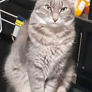 Emma is registered to the contest to win money with this photo: animal, background, bottle, cat, chair, clutter, container, domestic_cat, ears, eyes, feline, fur, furniture, gray_tabby, household, indoor, paws, pet, sitting, whiskers