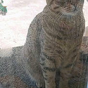 Roro joined the competition — help win amazing prizes! animal, carpet, cat, curious, door, fur, glass_door, green_eyes, house, looking, outside, paws, pet, reflection, sitting, tabby, waiting, water_droplets, whiskers, window