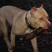 Tyson a rejoint le concours — aidez-le/la à gagner de superbes lots ! dog, stick, outdoor, animal, pet, walking, brown, collar, forest, nature, canine, muzzle, fur, snout, paw, tree, branch, daylight, motion, blur