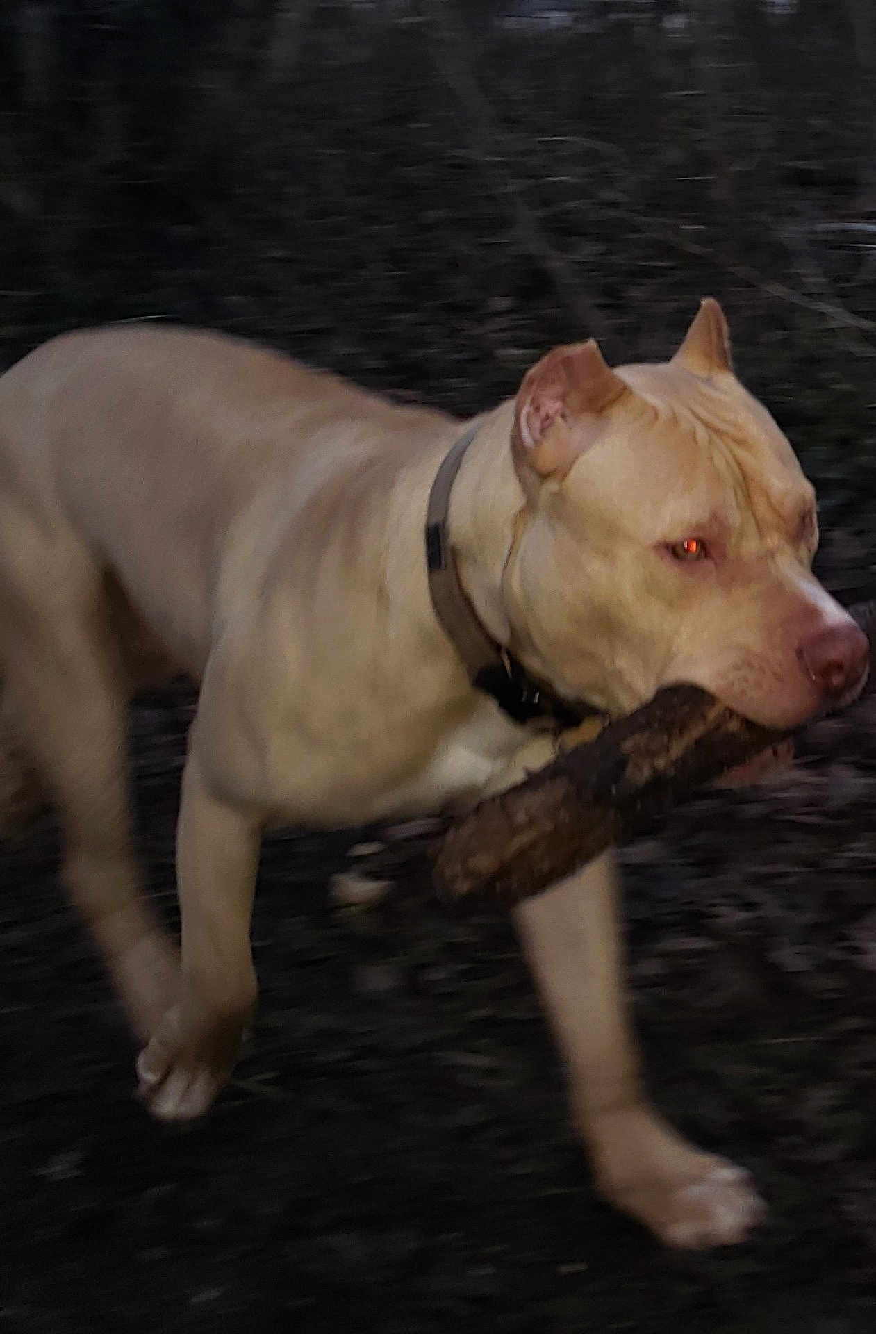 Tyson a rejoint le concours — aidez-le/la à gagner de superbes lots ! dog, stick, outdoor, animal, pet, walking, brown, collar, forest, nature, canine, muzzle, fur, snout, paw, tree, branch, daylight, motion, blur