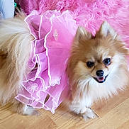 Zoey is registered to the contest to win money with this photo: adorable, animal, costume, cute, dog, domestic_animal, fluffy, fur, furry, happy, indoor, pet, pink_rug, pink_tutu, playful, pomeranian, portrait, small_dog, smiling, wooden_floor