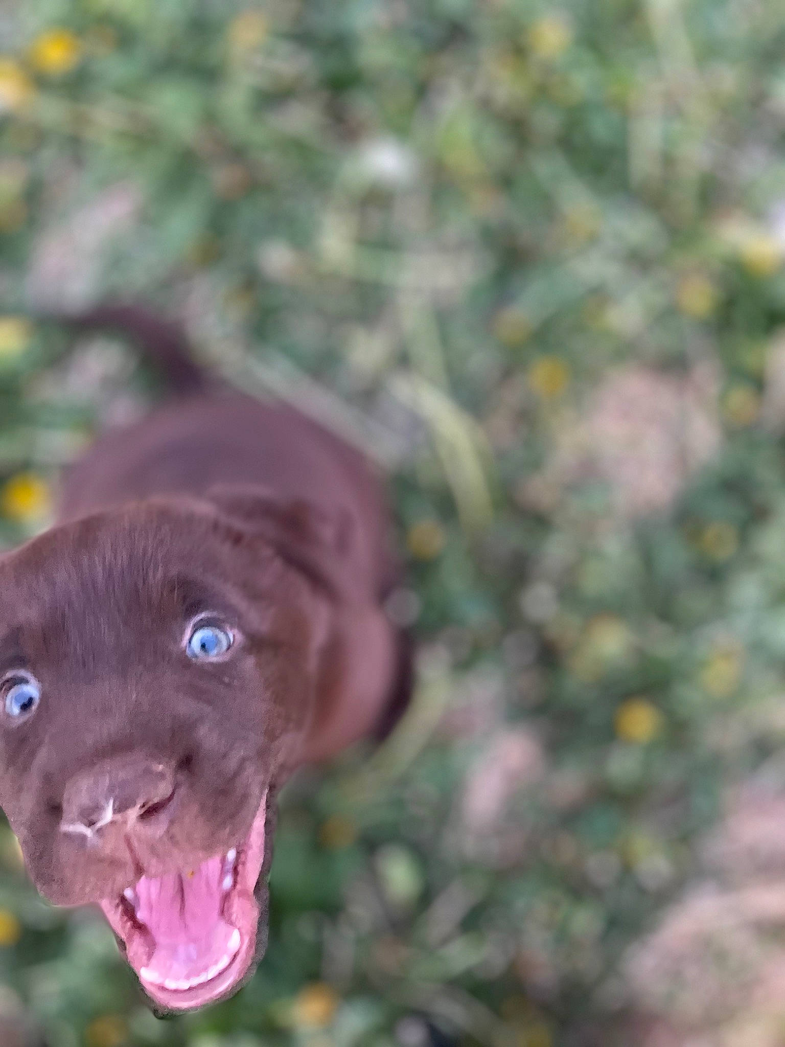 Chili is registered to the contest to win money with this photo: borador, canidae, carnivore, companion_dog, dog, dog_breed, fur, grass, gun_dog, hunting_dog, labrador_retriever, liver, pointing_breed, retriever, snout, soil, sporting_group, terrestrial_animal, whiskers, working_animal