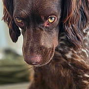 Uby a rejoint le concours — aidez-le/la à gagner de superbes lots ! animal, brown, canine, close_up, companion, cute, dog, ears, expression, focused, friend, fur, indoor, looking_down, mammal, nose, pet, portrait, whiskers, yellow_eyes