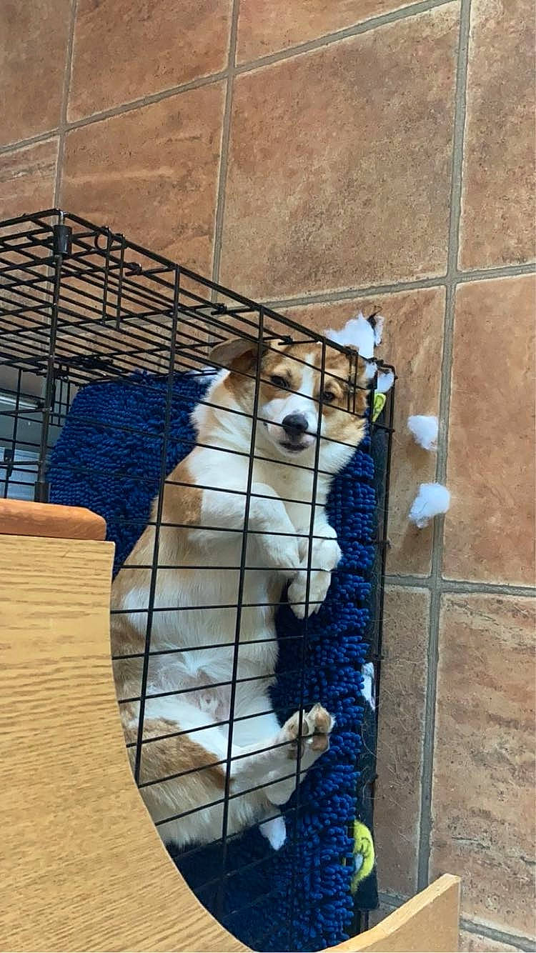 Duke joined the competition — help win amazing prizes! animal_shelter, art, beak, cage, fawn, felidae, flooring, fur, mesh, metal, pet_supply, recreation, shadow, small_to_medium_sized_cats, snout, tail, terrestrial_animal, whiskers, wildlife, wood