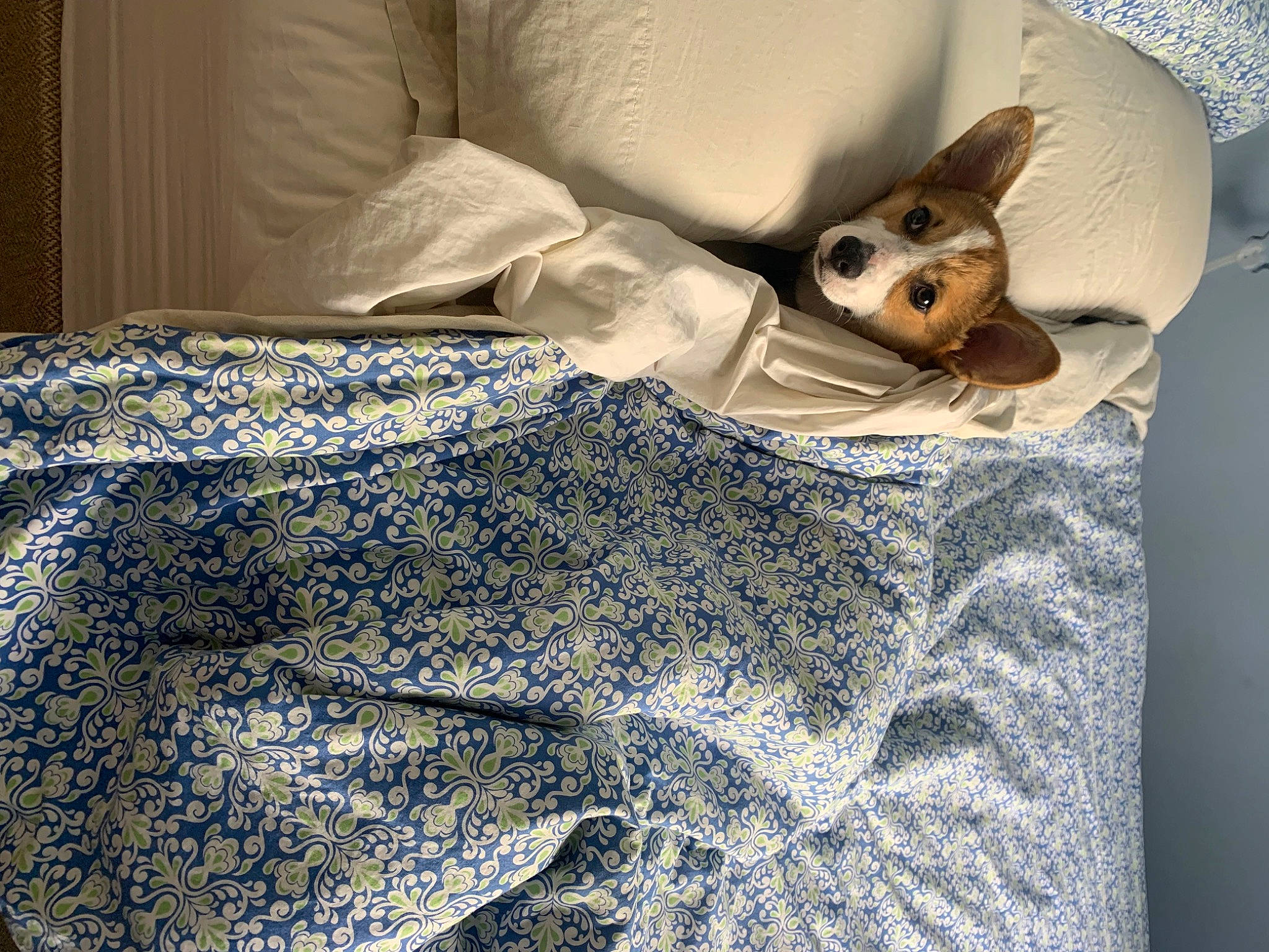 Duke is registered to the contest to win money with this photo: bed, bed_sheet, bedding, bedroom, blanket, comfort, companion_dog, dog, electric_blue, fur, grey, linens, pattern, room, sleeve, t_shirt, throw_pillow, toy_dog, whiskers, wood
