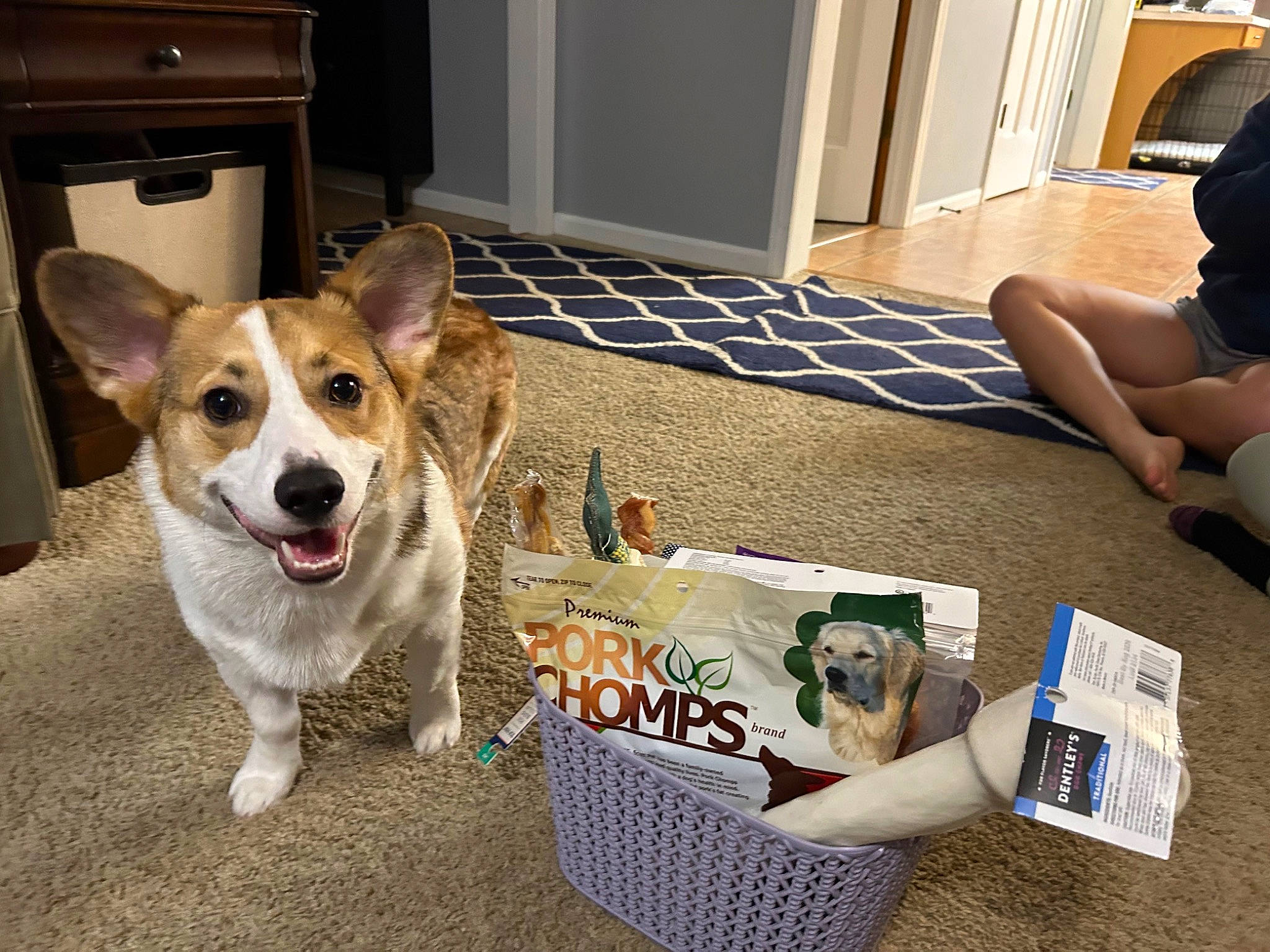 Duke is registered to the contest to win money with this photo: box, carnivore, collar, comfort, companion_dog, dog, dog_breed, dog_collar, dog_supply, door, fawn, flooring, fur, hat, leash, paw, pet_supply, sitting, welsh_corgi, whiskers