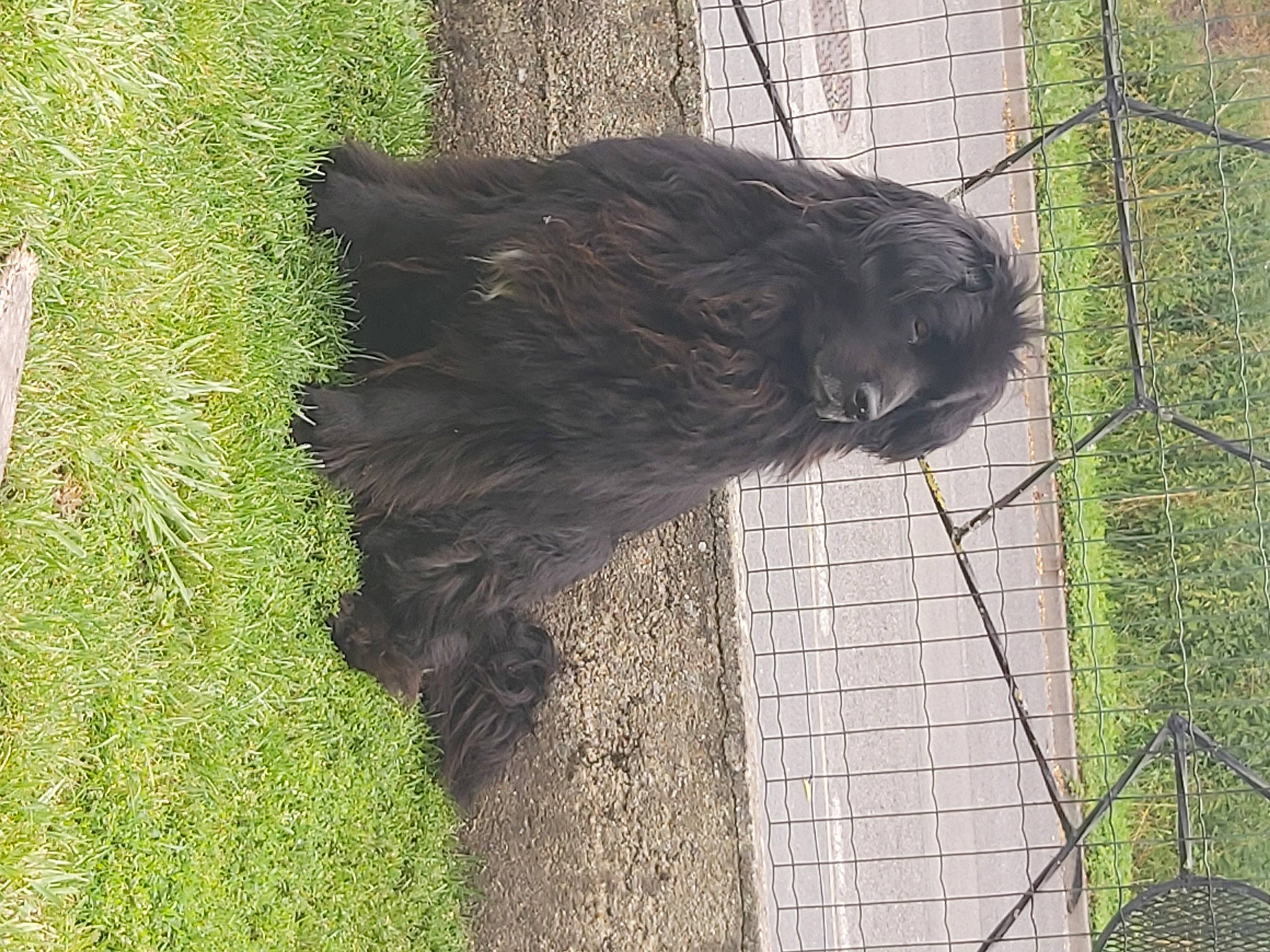 Jolia a rejoint le concours — aidez-le/la à gagner de superbes lots ! animal_shelter, carnivore, cat, chain_link_fencing, dog, dog_breed, felidae, fence, fur, grass, groundcover, liver, mesh, plant, small_to_medium_sized_cats, sporting_group, tail, terrestrial_animal, wire_fencing, working_animal