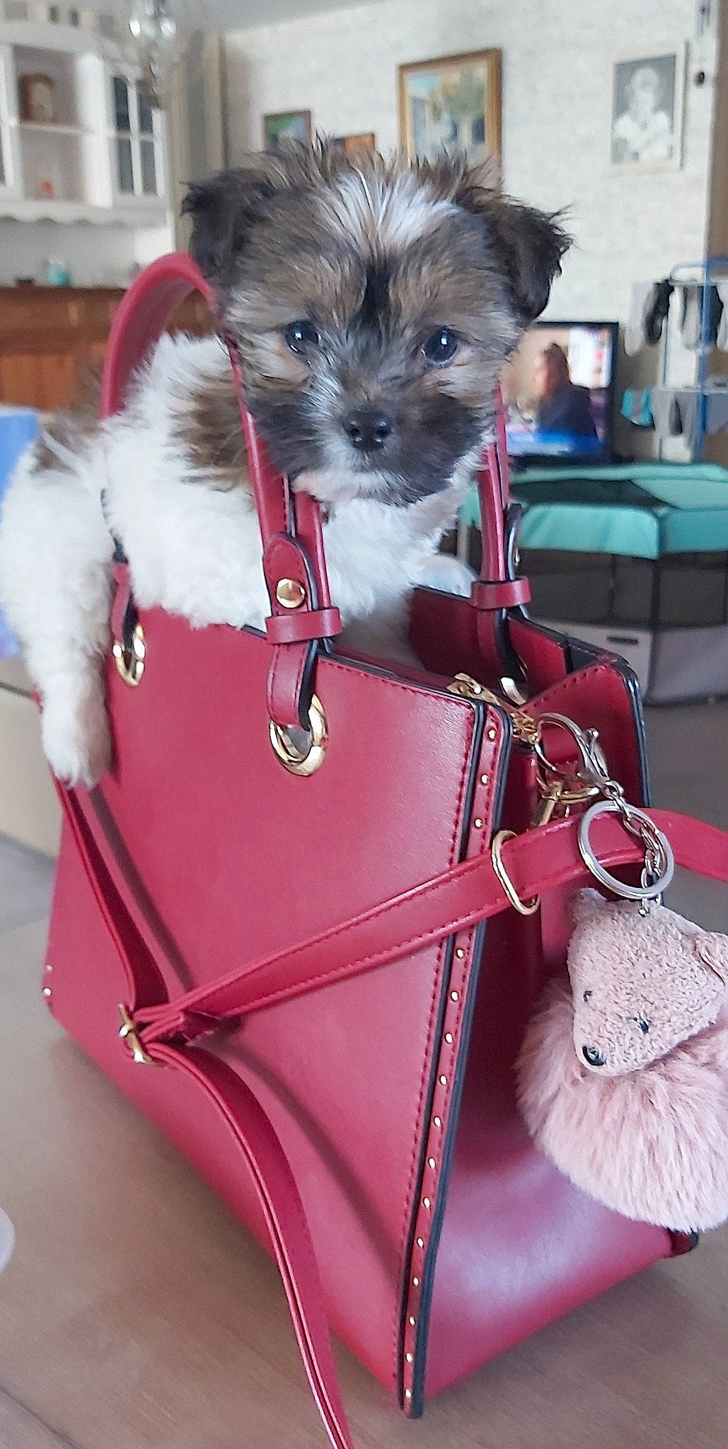 Sheila participe au concours pour gagner de l'argent avec cette photo : bag, blue, carnivore, collar, companion_dog, dog, dog_breed, dog_clothes, dog_supply, fawn, jewellery, luggage_and_bags, magenta, pet_supply, pink, red, shoulder_bag, snout, toy_dog, white