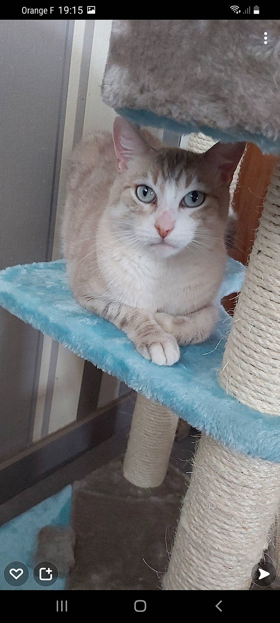 Neige participe au concours pour gagner de l'argent avec cette photo : bench, box, carnivore, cat, comfort, domestic_short_haired_cat, eye, fawn, felidae, fur, paw, sitting, small_to_medium_sized_cats, tail, whiskers, window, wood