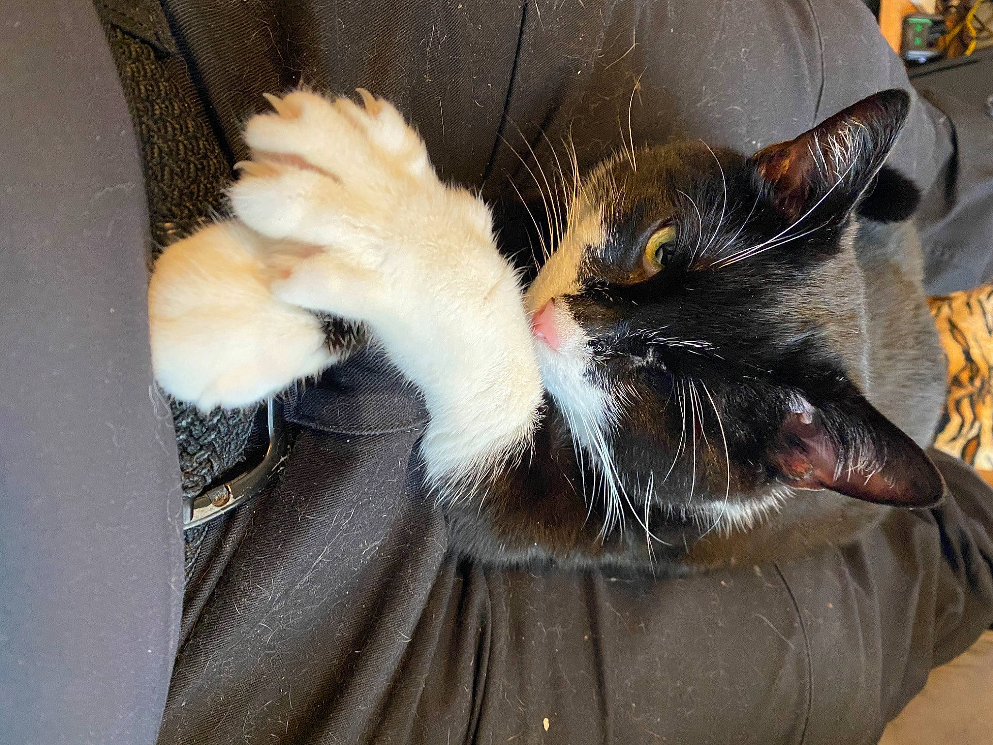 Bandit participe au concours pour gagner de l'argent avec cette photo : black_cat, carnivore, cat, claw, comfort, domestic_short_haired_cat, eye, fashion_accessory, felidae, foot, fur, gesture, human_leg, lap, nap, paw, small_to_medium_sized_cats, snout, tail, whiskers