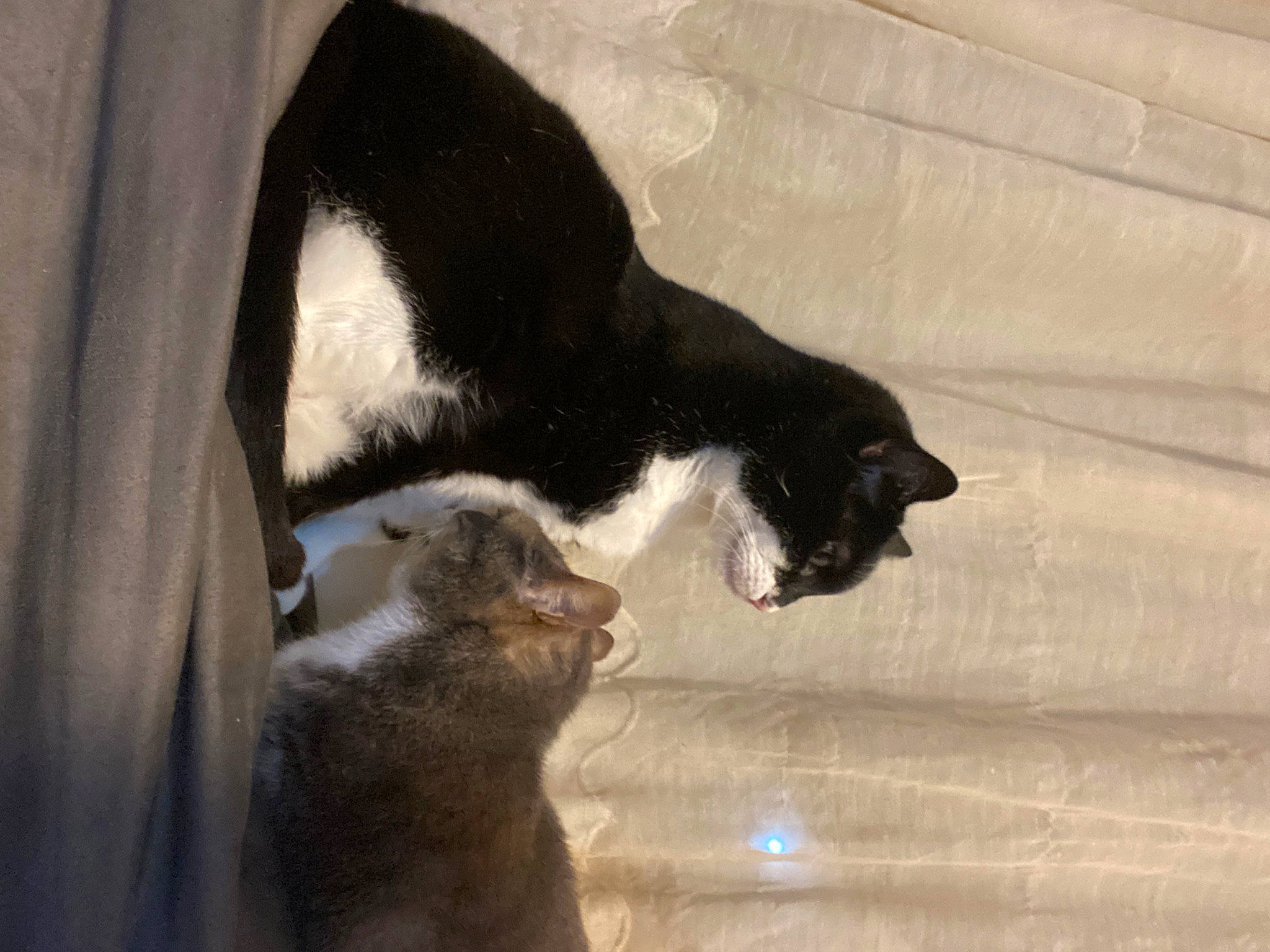 Bandit a rejoint le concours — aidez-le/la à gagner de superbes lots ! black_cat, canidae, carnivore, cat, claw, dog_breed, domestic_short_haired_cat, felidae, fur, paw, shadow, small_to_medium_sized_cats, snout, tail, terrestrial_animal, water, whiskers, window, wood