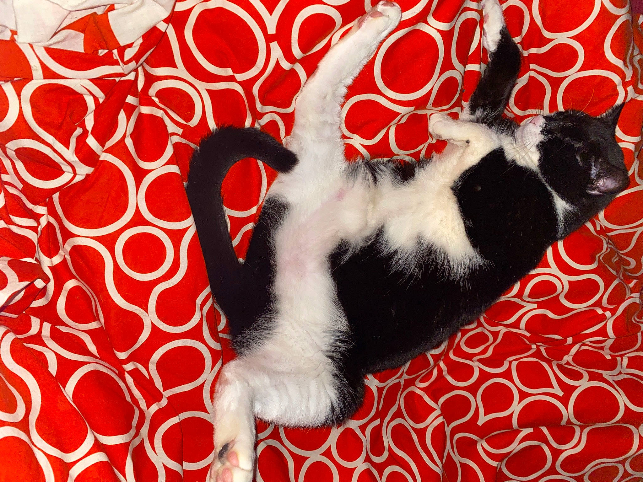 Bandit a rejoint le concours — aidez-le/la à gagner de superbes lots ! art, canidae, carnivore, cat, comfort, domestic_short_haired_cat, felidae, flooring, font, fur, graphics, painting, pattern, paw, small_to_medium_sized_cats, tail, terrestrial_animal, textile, visual_arts, whiskers