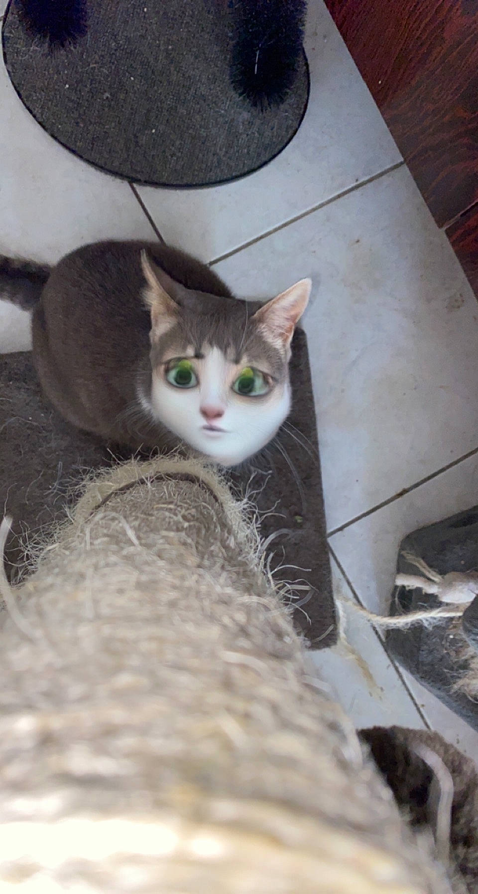 Câline a rejoint le concours — aidez-le/la à gagner de superbes lots ! automotive_tire, carnivore, cat, concrete, domestic_short_haired_cat, fawn, felidae, flooring, fur, grey, hardwood, paw, plant, sitting, small_to_medium_sized_cats, snout, tail, tree, whiskers, wood