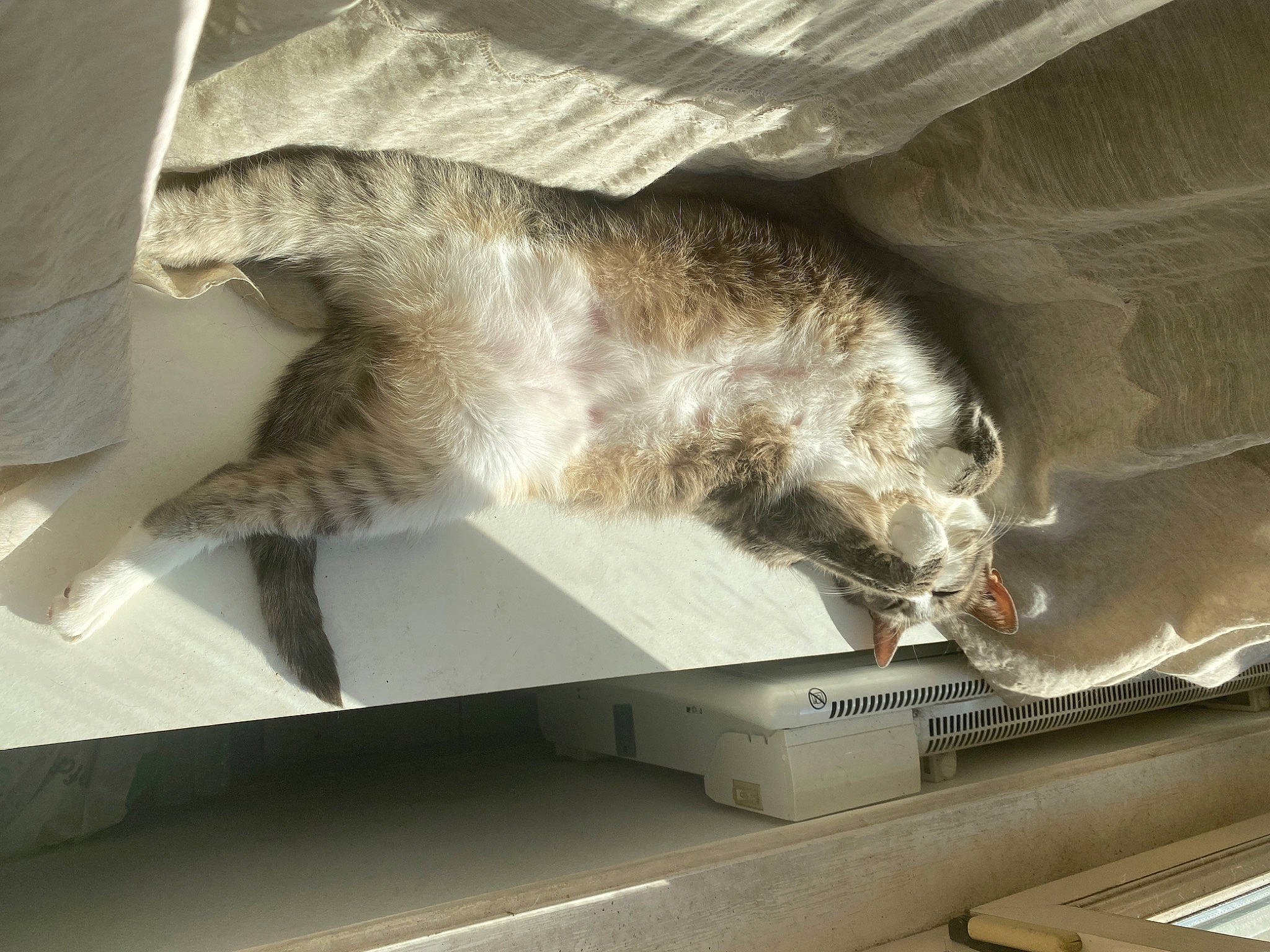 Câline a rejoint le concours — aidez-le/la à gagner de superbes lots ! carnivore, cat, claw, comfort, domestic_short_haired_cat, felidae, fur, nap, paw, small_to_medium_sized_cats, tail, vertebrate, whiskers