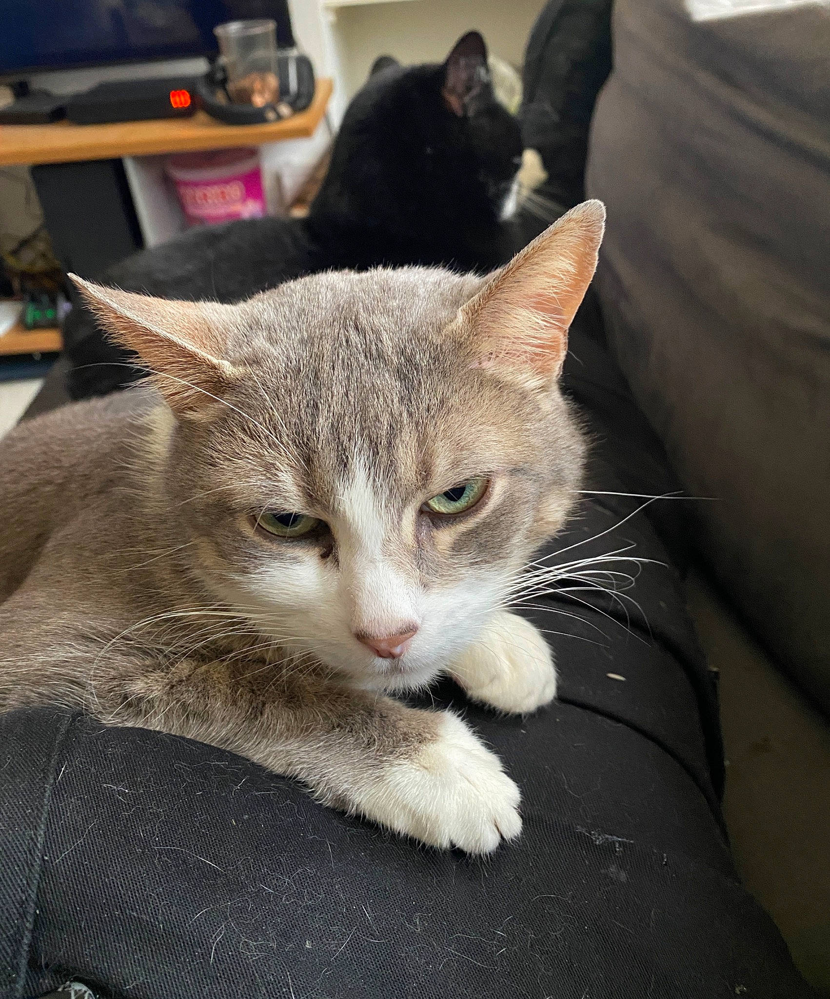 Câline participe au concours pour gagner de l'argent avec cette photo : carnivore, cat, claw, comfort, domestic_short_haired_cat, felidae, fur, paw, sitting, small_to_medium_sized_cats, snout, tail, tree, whiskers