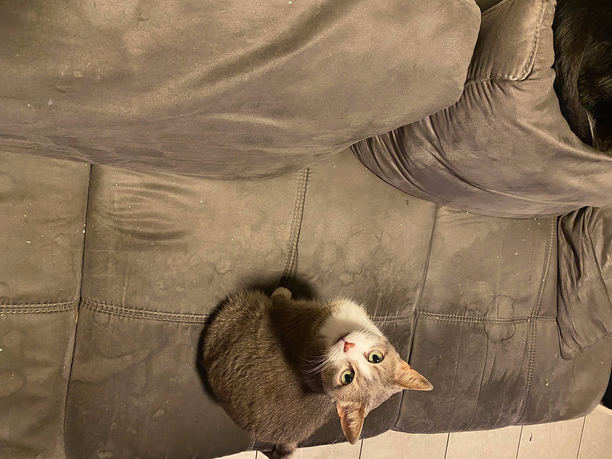 Câline participe au concours pour gagner de l'argent avec cette photo : art, artwork, felidae, fur, grey, illustration, monochrome, monochrome_photography, pattern, small_to_medium_sized_cats, snout, still_life_photography, tail, terrestrial_animal, visual_arts, whiskers, wildlife, wood, wrinkle