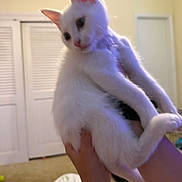 Milo is registered to the contest to win money with this photo: cat, kitten, white_cat, pet, indoor, hands, person, feline, cute, animal, fur, ears, eyes, paws, carpet, bed, blanket, door, room, curious