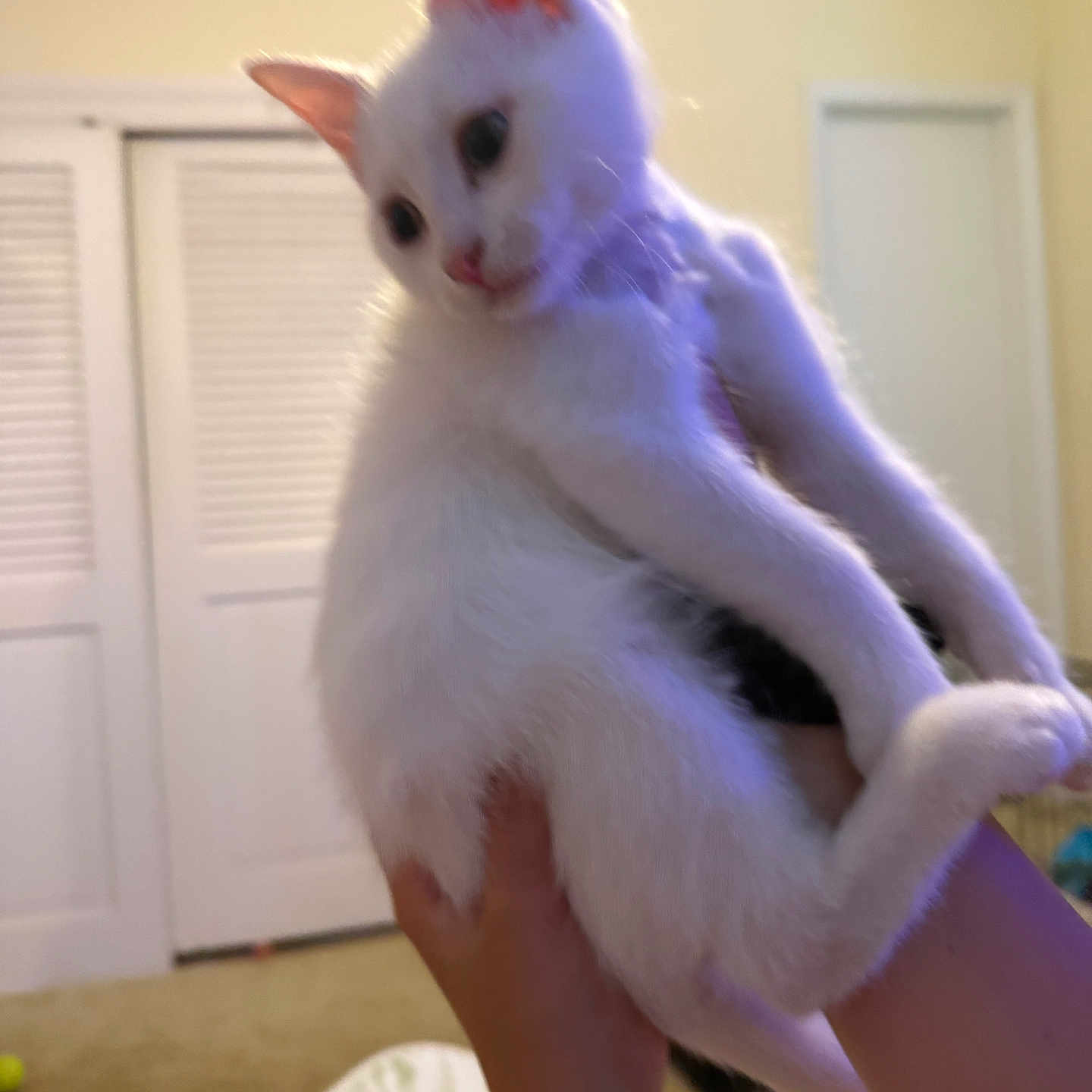 Milo is registered to the contest to win money with this photo: cat, kitten, white_cat, pet, indoor, hands, person, feline, cute, animal, fur, ears, eyes, paws, carpet, bed, blanket, door, room, curious