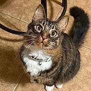 Milo joined the competition — help win amazing prizes! cat, tabby, pet, animal, feline, curious, collar, bell, whiskers, floor, tile, indoor, cute, sitting, looking_up, fur, ears, tail, domestic, household