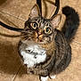 cat, tabby, pet, animal, feline, curious, collar, bell, whiskers, floor, tile, indoor, cute, sitting, looking_up, fur, ears, tail, domestic, household