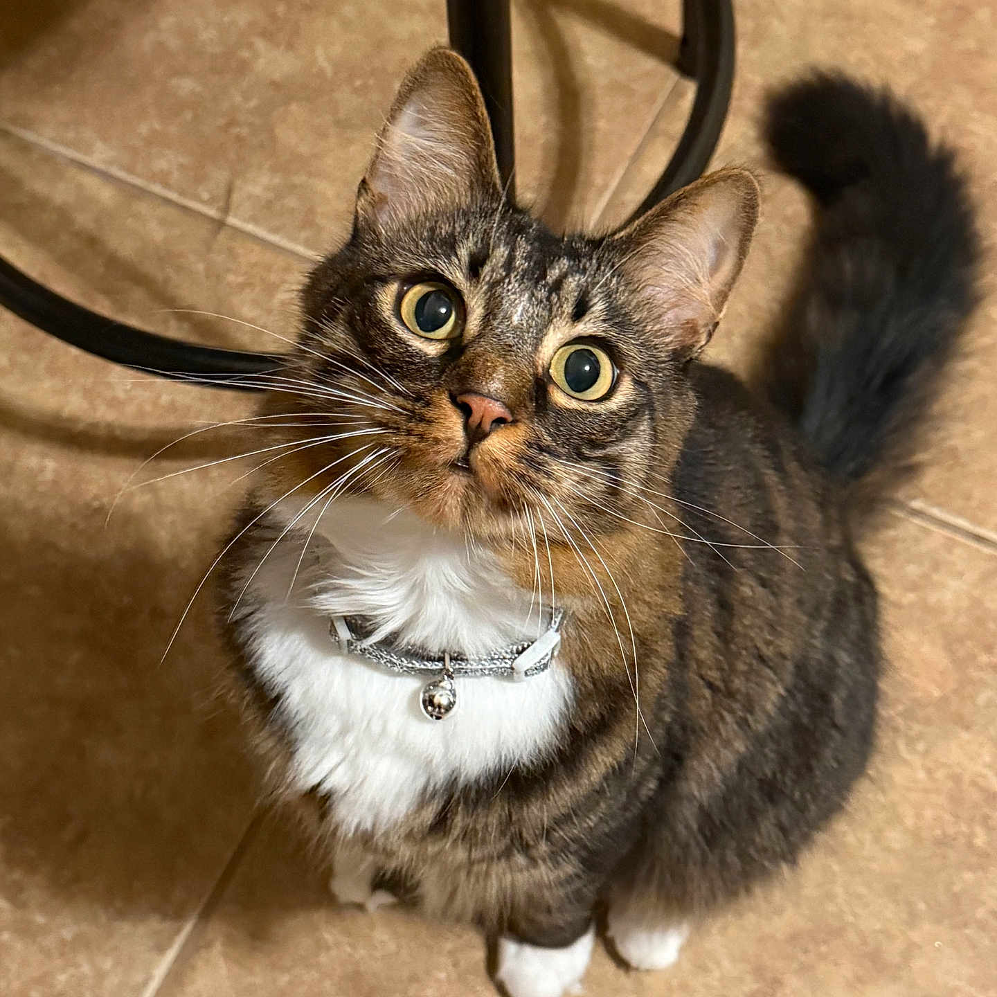 Milo joined the competition — help win amazing prizes! animal, bell, cat, collar, curious, cute, domestic, ears, feline, floor, fur, household, indoor, looking_up, pet, sitting, tabby, tail, tile, whiskers