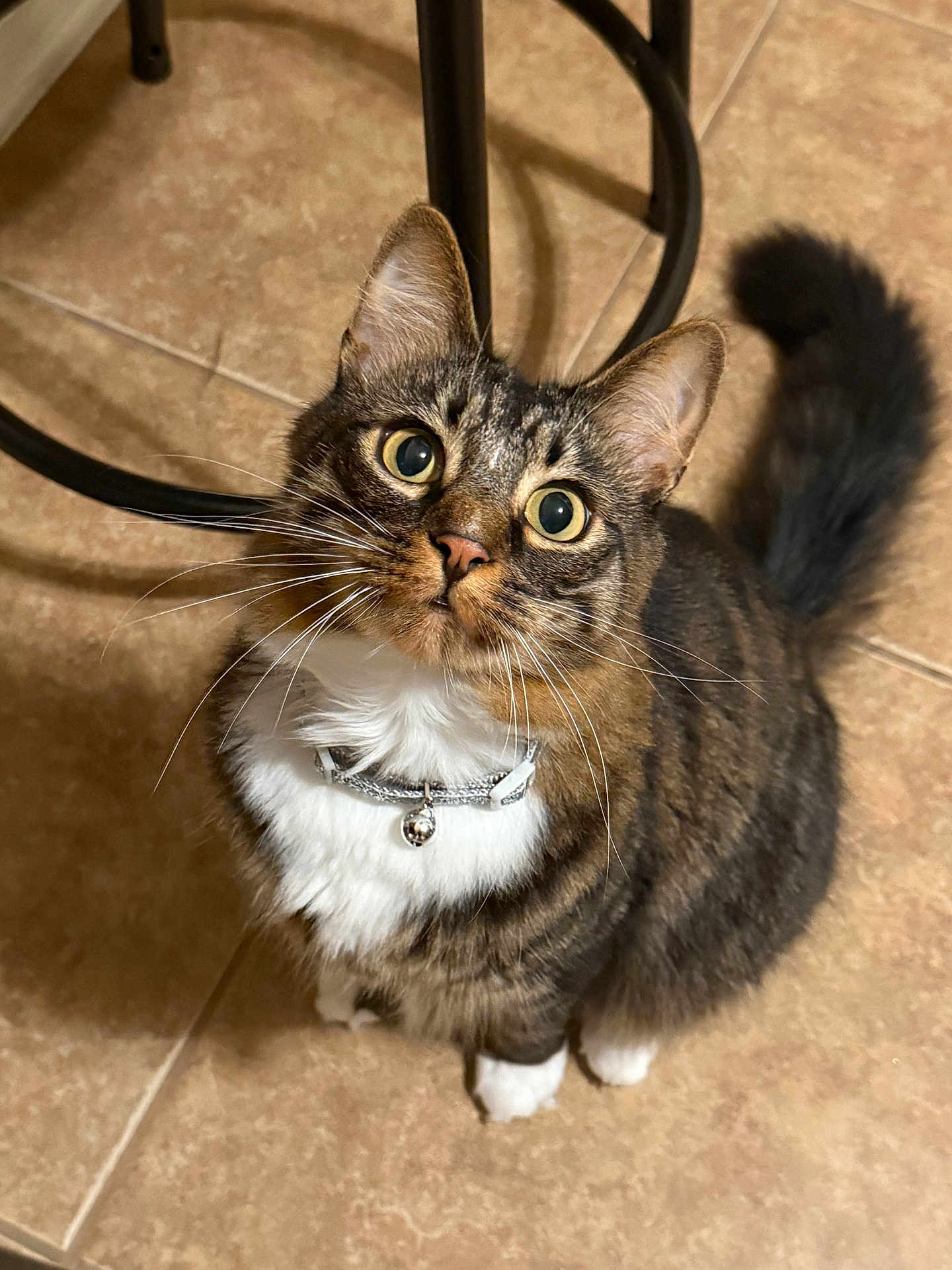 Milo joined the competition — help win amazing prizes! cat, tabby, pet, animal, feline, curious, collar, bell, whiskers, floor, tile, indoor, cute, sitting, looking_up, fur, ears, tail, domestic, household