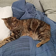 Nibbles joined the competition — help win amazing prizes! cat, tabby_cat, sleeping, bed, blanket, pillow, indoor, cozy, resting, feline, striped, pet, animal, comfort, relaxation, domestic, soft, cute, fur, quiet