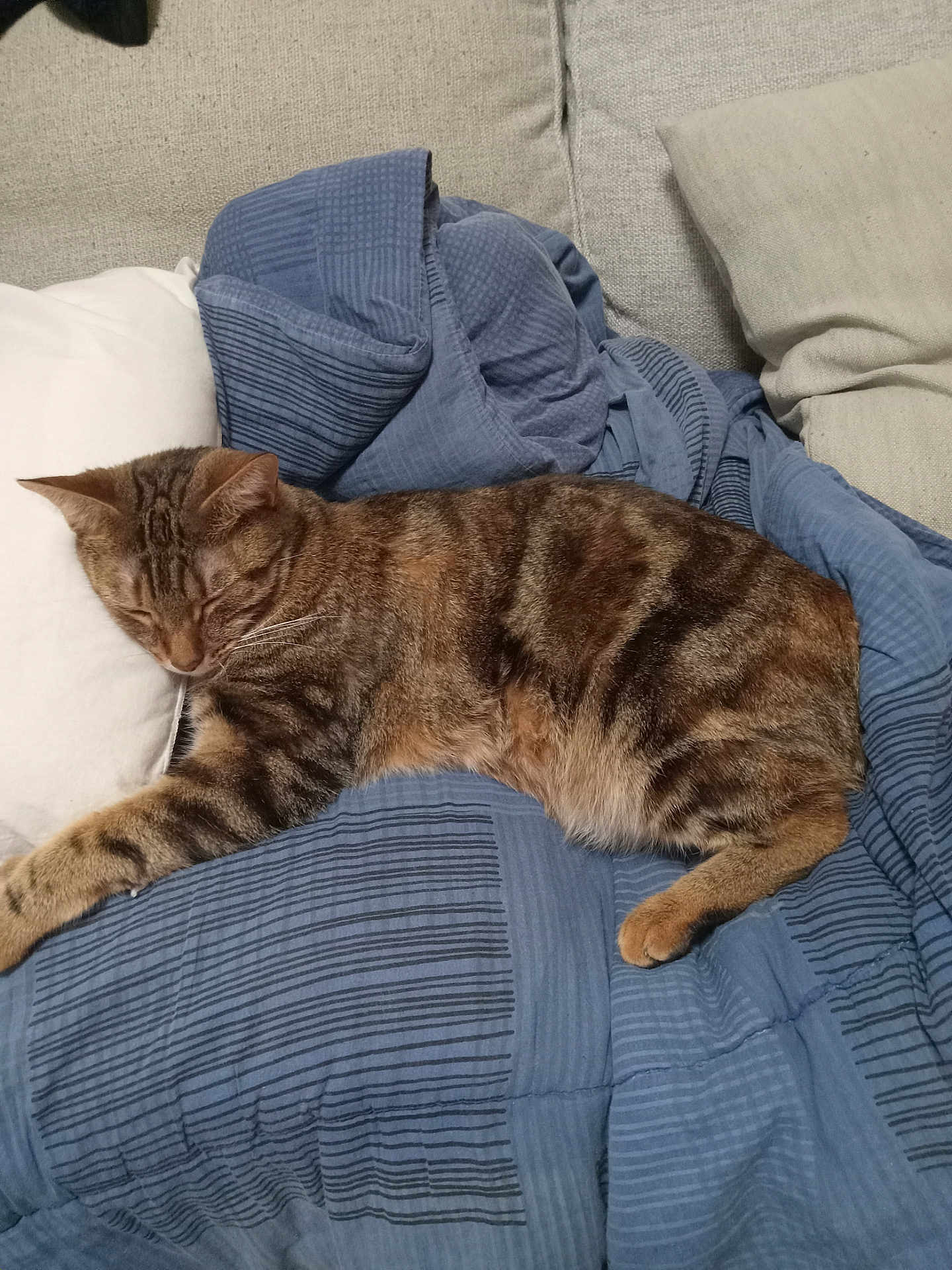 Nibbles joined the competition — help win amazing prizes! cat, tabby_cat, sleeping, bed, blanket, pillow, indoor, cozy, resting, feline, striped, pet, animal, comfort, relaxation, domestic, soft, cute, fur, quiet