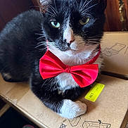 Oreo joined the competition — help win amazing prizes! cat, black_and_white, bow_tie, cardboard_box, pet, indoor, close_up, feline, whiskers, cute, domestic_cat, animal, relaxed, portrait, sitting, fur, eyes, pink_nose, adorable, companion