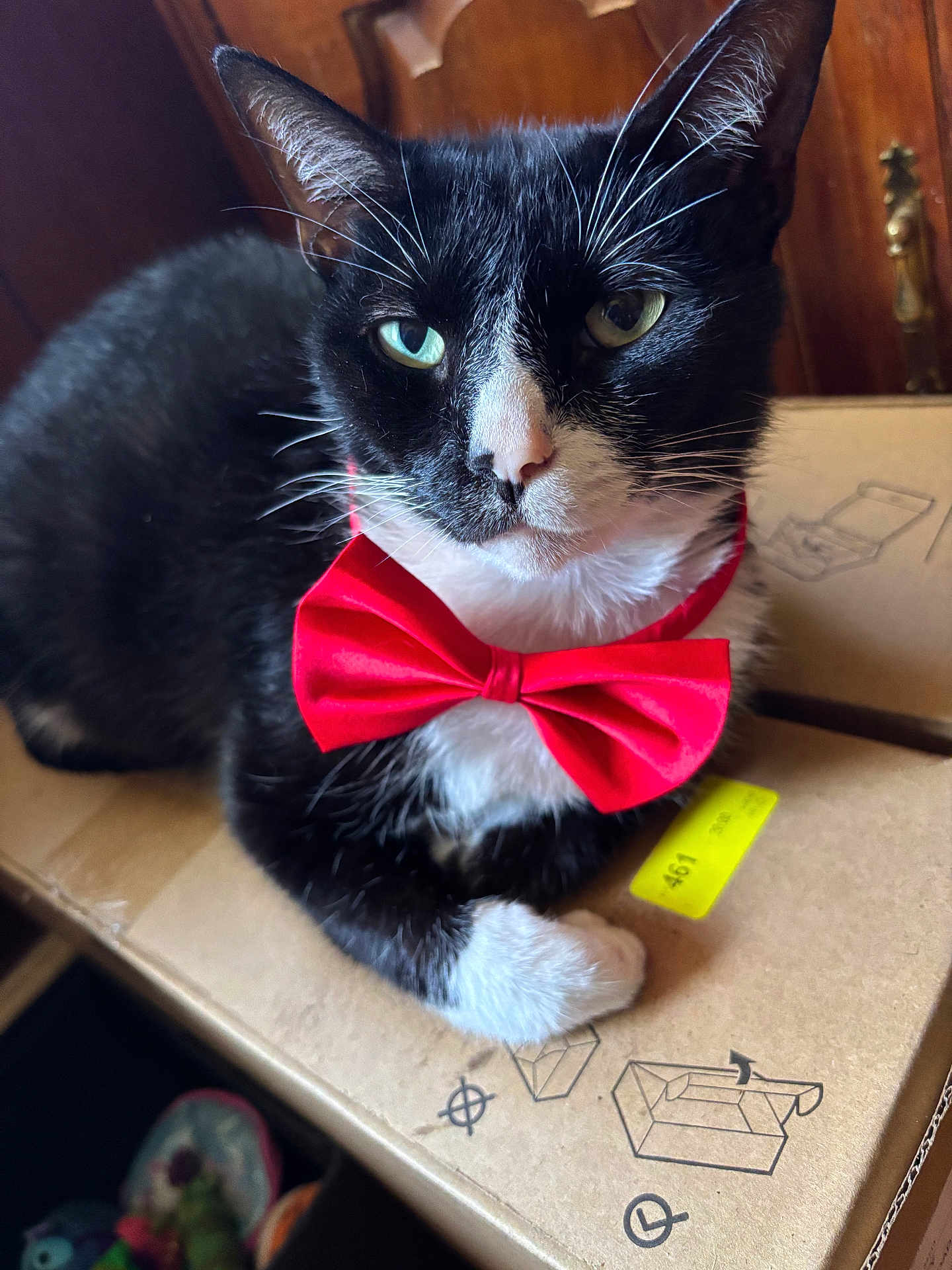 Oreo joined the competition — help win amazing prizes! cat, black_and_white, bow_tie, cardboard_box, pet, indoor, close_up, feline, whiskers, cute, domestic_cat, animal, relaxed, portrait, sitting, fur, eyes, pink_nose, adorable, companion